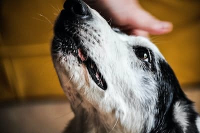 3 Aspects pour choisir le bon éducateur canin