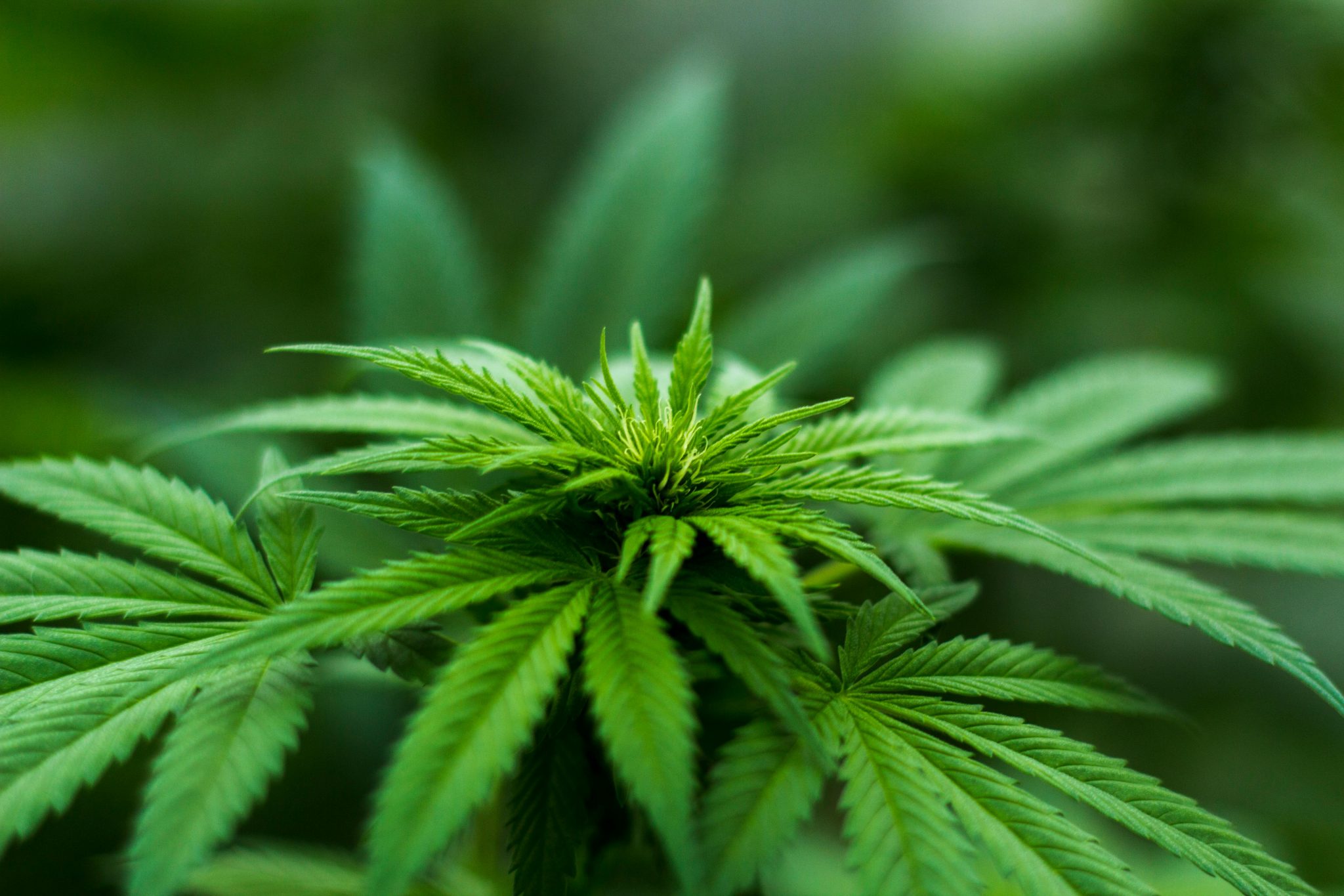 Gorilla Glue Cannabidiol : la fleur au parfum intense et relaxant